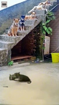 Try Not to Laugh - Funniest Public Reactions Caught on Camera #short #funny #animals