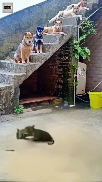 Try Not to Laugh - Funniest Public Reactions Caught on Camera #short #funny #animals