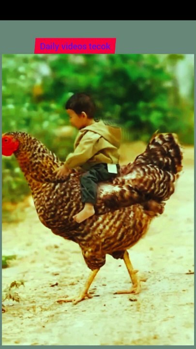 The Magical World of Hens: Fun Facts for Kids!,Hen vs. Rooster: What's the Difference? Fun Animal Facts!,Why Hens Make the Best Pets: The Ultimate Guide for Kids,