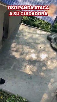 El ataque de un oso panda agresivo a su cuidadora que pudo acabar en tragedia