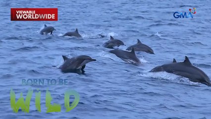 Ang banta sa buhay ng mga dolphin | Born to be Wild
