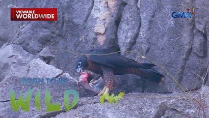 Peregrine Falcon, ang fighter jet ng animal kingdom!  | Born to be Wild