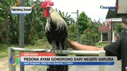 Pesona Ayam Gondrong dari Negeri Sakura