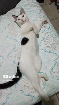 El #Gato Pernanca #Acostado en la #Cama #shorts es un #amigo muy jugeton #peludo #mascotas #animal
