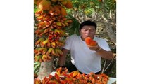 Awesome Cutting Fruit on The Tree _ Amazing Fruits Cutting Skills