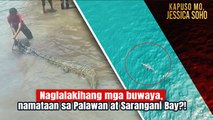 Naglalakihang mga buwaya, namataan sa Palawan at Sarangani Bay! | Kapuso Mo, Jessica Soho
