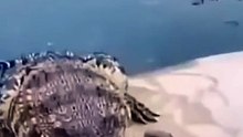 Annoy Corcodiles