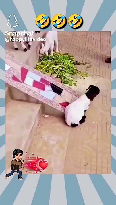 VID-20240212-WA0003