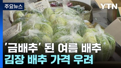 '금배추' 여름 배추...김장 배추는 괜찮나? / YTN