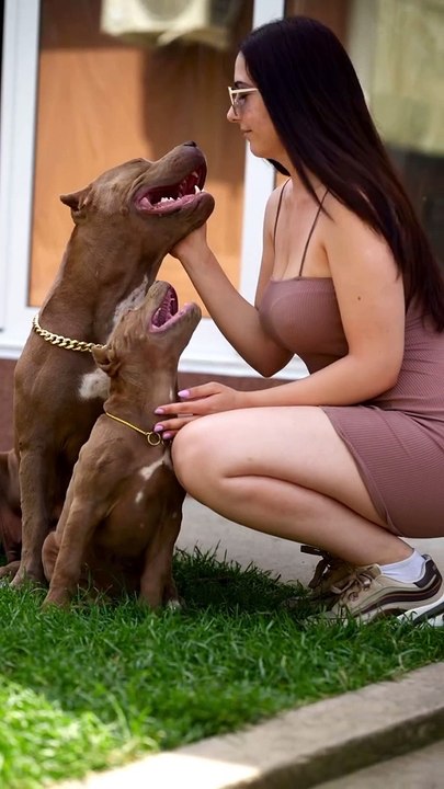 Dark Canine Bullys pitbull dog