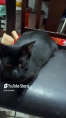 La #Gata #bombay ya esta embarazada y ya le pidieron que fueran 2 gatitos bien bonitos #shorts #pet