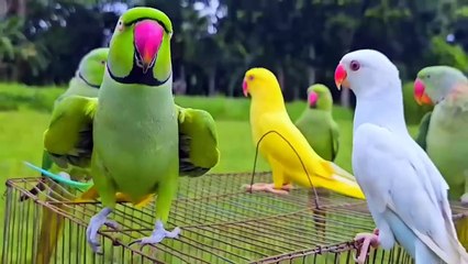 Parrot Natural Sounds - Parrot Talking.mp4_HD