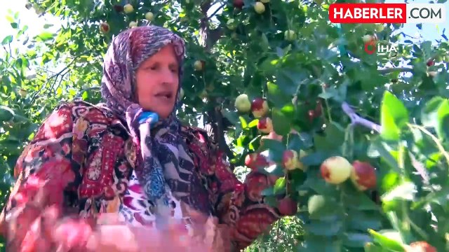 Ankara'da 'Ölümsüzlük Meyvesi' Hünnap Hasadı Başladı