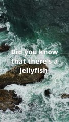 Unveiling the Immortal Jellyfish: Nature's Fountain of Youth! ✨