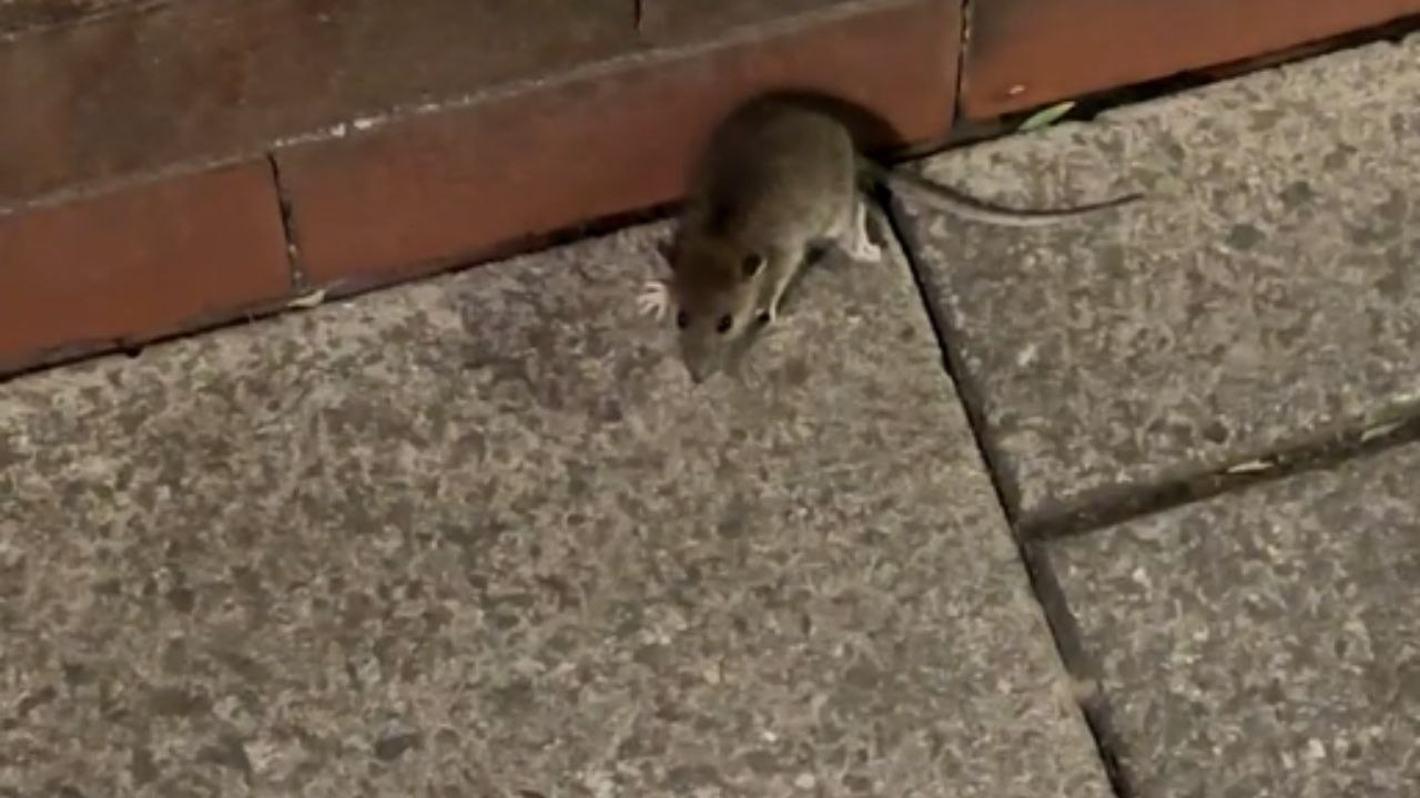 Street rat transforms from a potential friend to a fierce foe