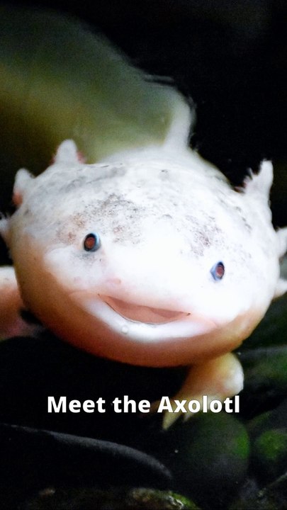 Axolotl | The cutest animal on Earth | Unveiling Axolotls: Eternal Youth, Regeneration Marvels