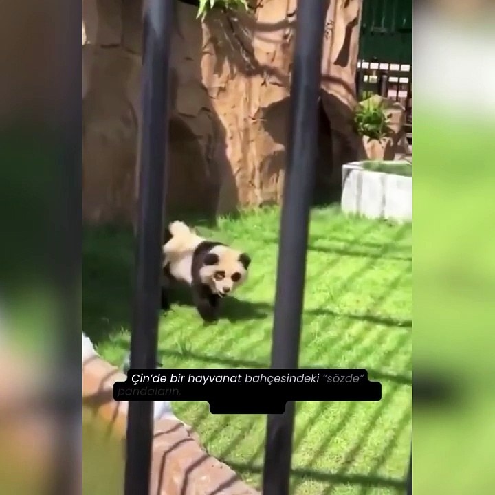 Köpekleri Panda Gibi Boyayıp Ziyaretçileri Yıllarca Kandırdılar