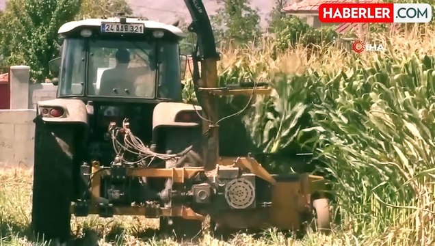 Erzincan'da Silajlık Mısır Hasadı Devam Ediyor