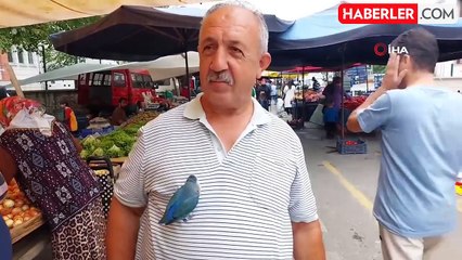 Ahmet Dinlenmez'in Sevda Papağanı ile İki Yıllık Macerası