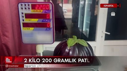 Ispartalı çiftçi bahçesinde 2 kilo 200 gramlık patlıcan yetiştirdi