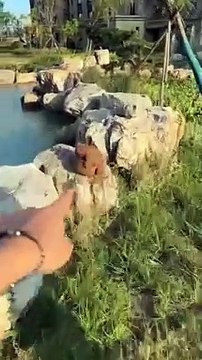 Dirty Rabbit_New Viral Gadgets_ Smart Appliances_ Kitchen Utensils_ Home Inventions _shorts _viral(360P)