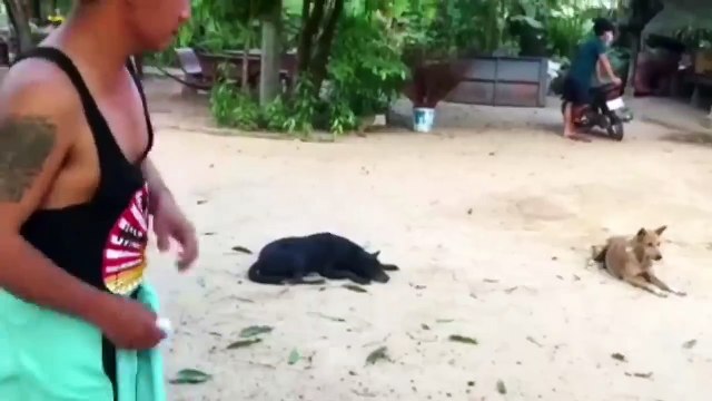 Troll Prank Dog Funny _ fake Lion and Fake Tiger Prank To dog _ Huge Box Prank to dog