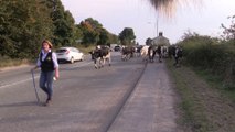 Farmer stunned after driver complains about cows crossing road