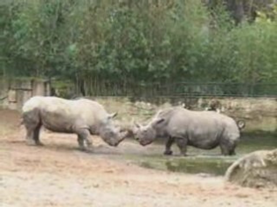 Rhinos Acte I