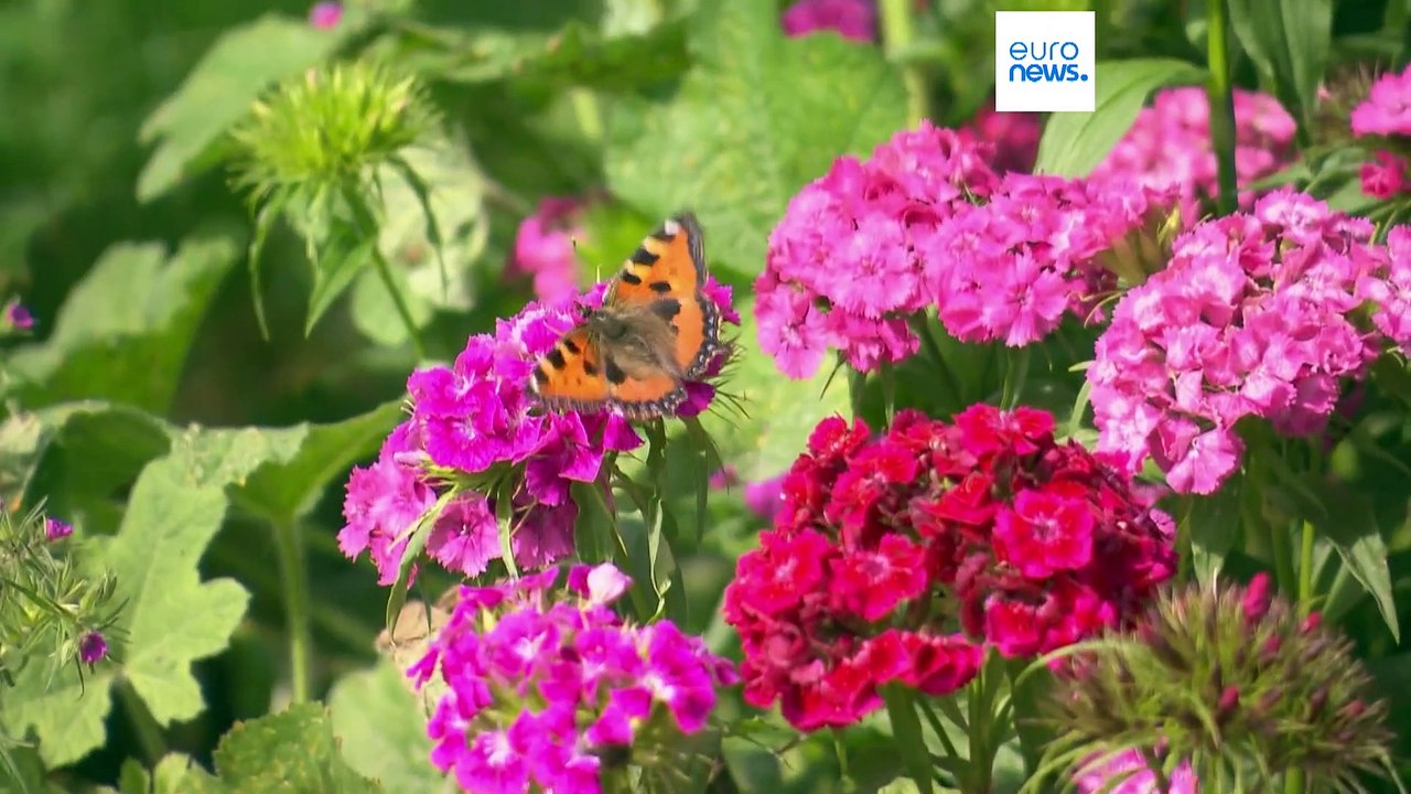 Schweiz: Biodiversitätsinitiatve klar gescheitert