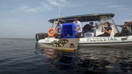 Pinguins e um lobo marinho foram devolvidos à natureza após tratamento no litoral; VÍDEO