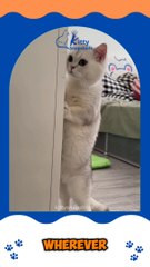 Spy Cat ️‍♂️ #kitty #kittycat #cutecat #cat #cats #cattoys #world #spycat