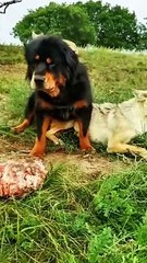 Mastiff dog vs pack of wolf