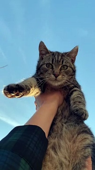 considering other pets besides cats, here are some wonderful ideas, each with their own unique charm:  Dogs: Loyal and affectionate, dogs are great companions. Breeds like Golden Retrievers, Beagles, and Poodles are popular for families.  Fish: Low mainte