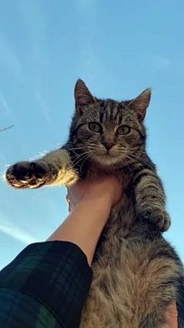 considering other pets besides cats, here are some wonderful ideas, each with their own unique charm: Dogs: Loyal and affectionate, dogs are great companions. Breeds like Golden Retrievers, Beagles, and Poodles are popular for families. Fish: Low mainte