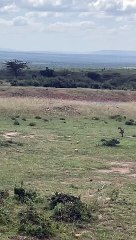 Almost every one or two second a cruiser passes headed to Maasai Mara during tourist’s high season