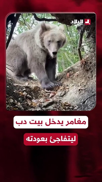في حجر الدب