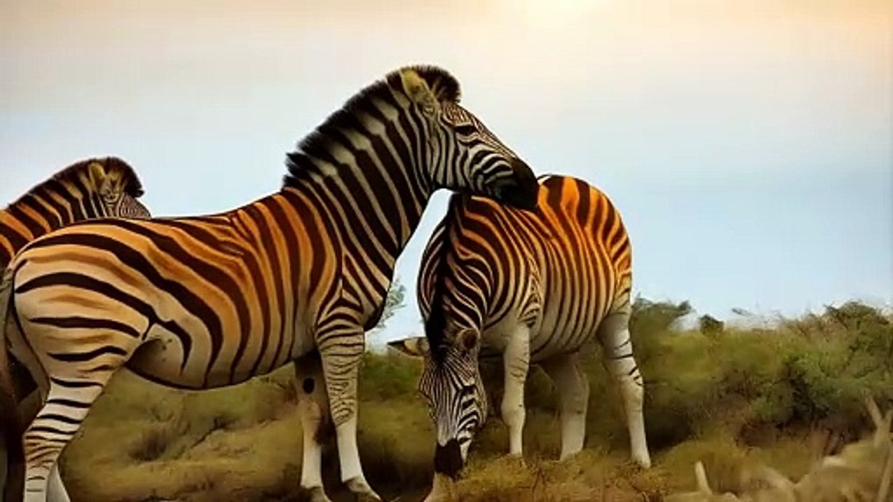 The zebra