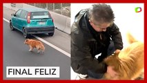 Motoristas chilenos se organizam para salvar cachorro de atropelamento