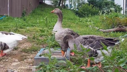 Hydrating geese
