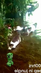 How A Creeper Walks with cats