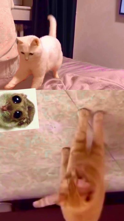 Cat beatbox with sad hamster voilin