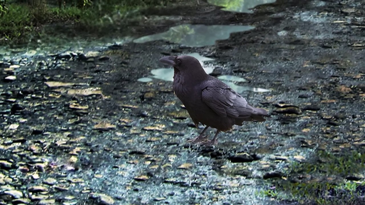 B.E.A.R.D.S. | show | 2015| S2 | Official Clip