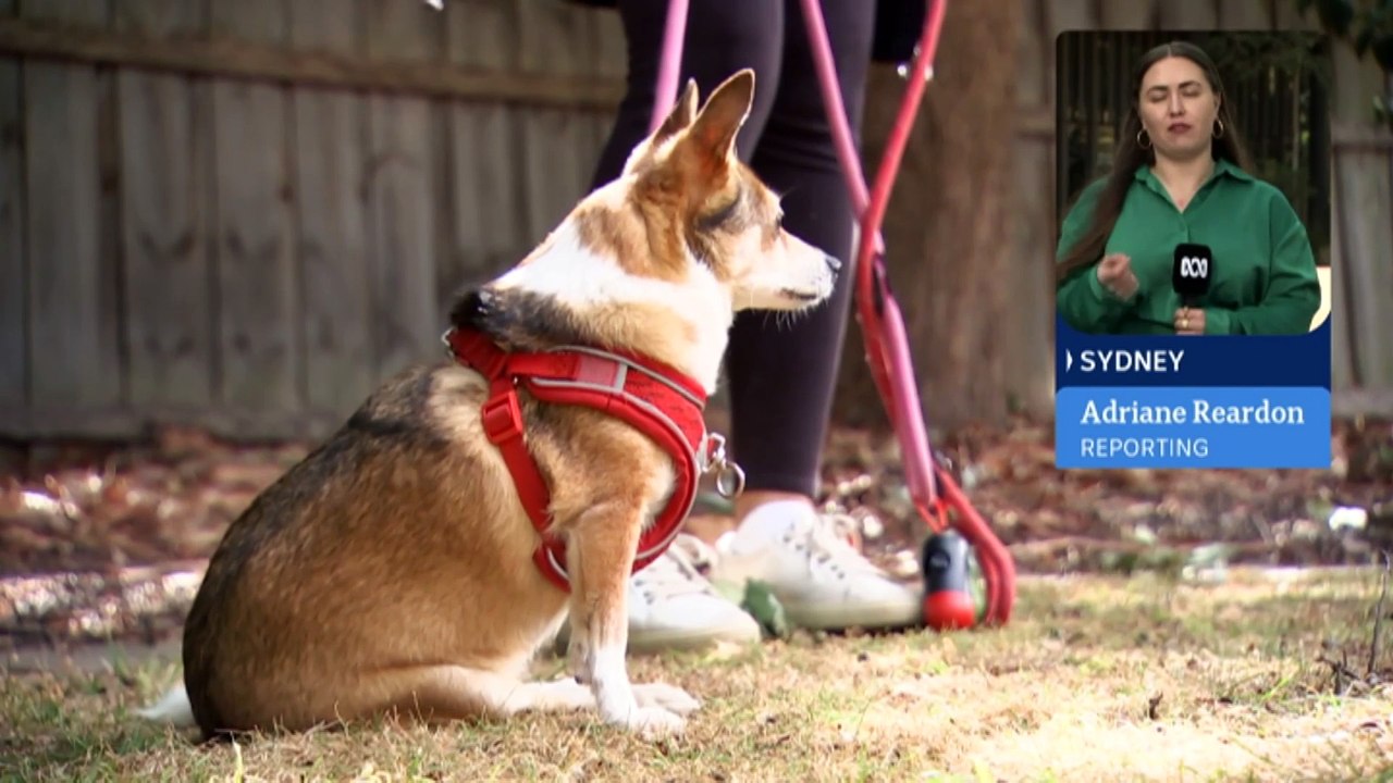 Proposed NSW rental laws would make it easier for tenants to keep a pet