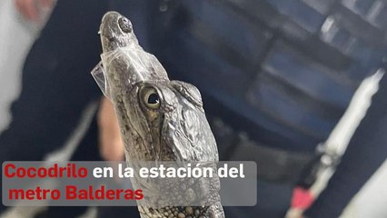 Cocodrilo en la estación del metro Balderas