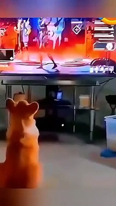 BEST FUNNY CATS AND DOGS - Try Not To Laugh Funny