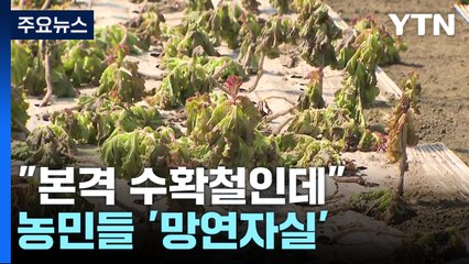 "본격 수확철인데"...가을폭우에 농민들 '망연자실' / YTN