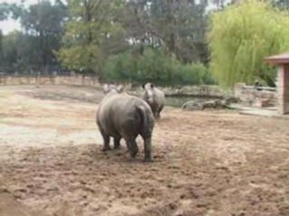 Rhinos Acte II