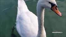 Swans at Annecy lake - August 2019