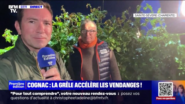 Charente: la grêle précipite les vendanges près de Cognac