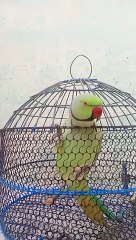 a-Mummy-mitthu-ko-roti-do-clear-voice-pa_5